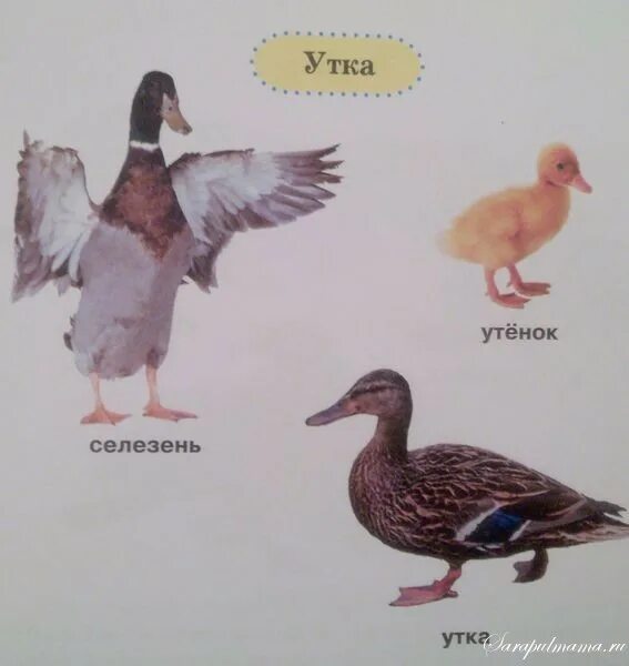 утка картинка для детей. папа утка и мама утка. семья утка селезень утенок. мама и папа утенка. украинская кряква утка.