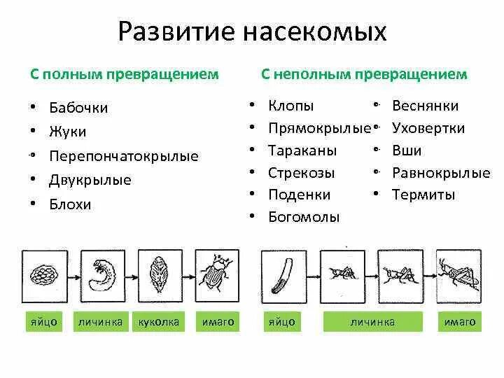 Насекомые с полным и неполным превращением примеры. Развитие насекомых с полным и неполным превращением. С полным и неполным превращением таблица. Полное и неполное превращение насекомых примеры. Неполное превращение примеры.