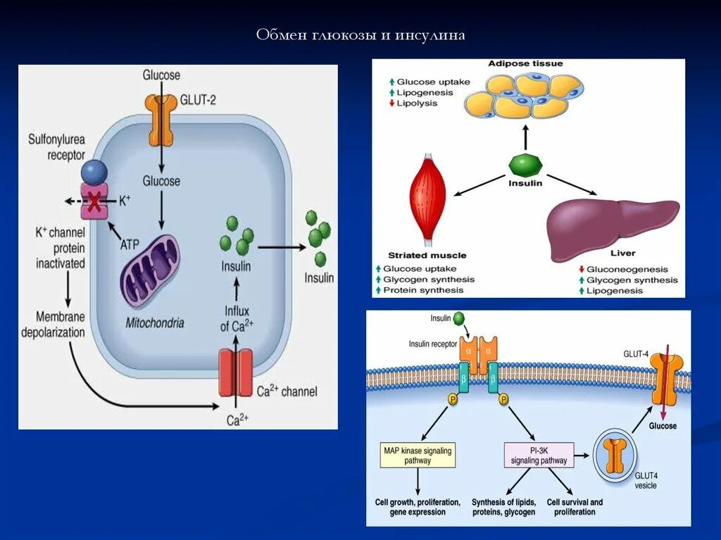 Клеточные механизмы действия инсулина. Схема действия инсулина на жировую ткань. Путь инсулина в организме. Механизм действия инсулина на клетки.