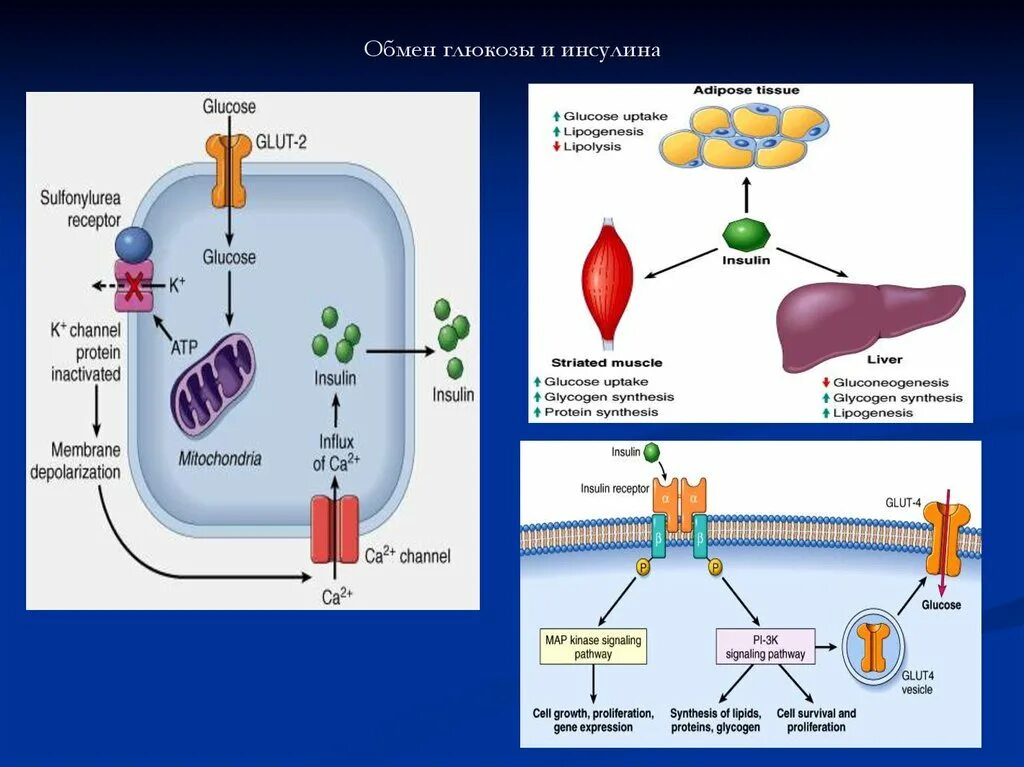 Инсулин и гипофиз. Клеточные механизмы действия инсулина. Схема действия инсулина на жировую ткань. Путь инсулина в организме. Механизм действия инсулина на клетки.