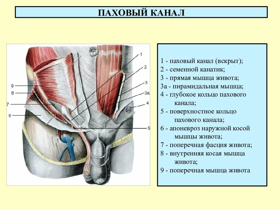 Семенной канатик анатомия. Мышцы живота паховый канал вид спереди и справа. Паховый канал мышцы анатомия. Анатомия пахового канала у женщин. Паховый канал канал анатомия.
