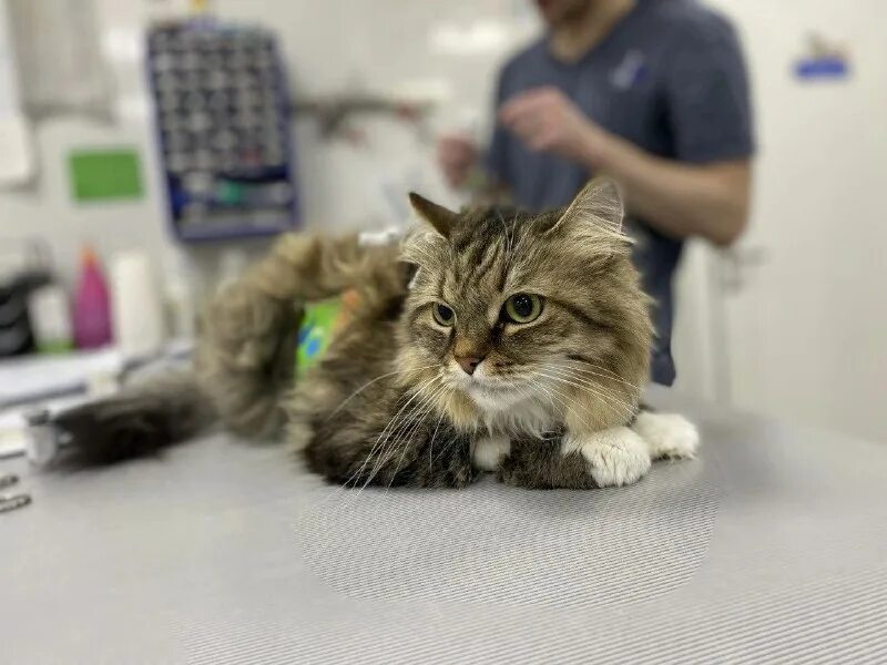 зоодоктор ленинск