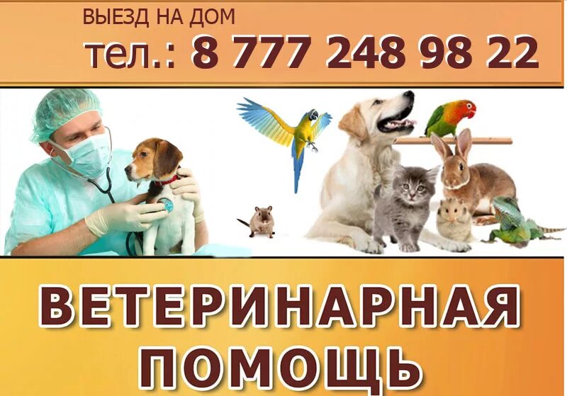 Ветеринар на дом. Номер телефона ветеринара. Выезд ветеринара. Номера ветеринаров на дом.