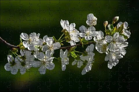 Вишня вишня цвет весны