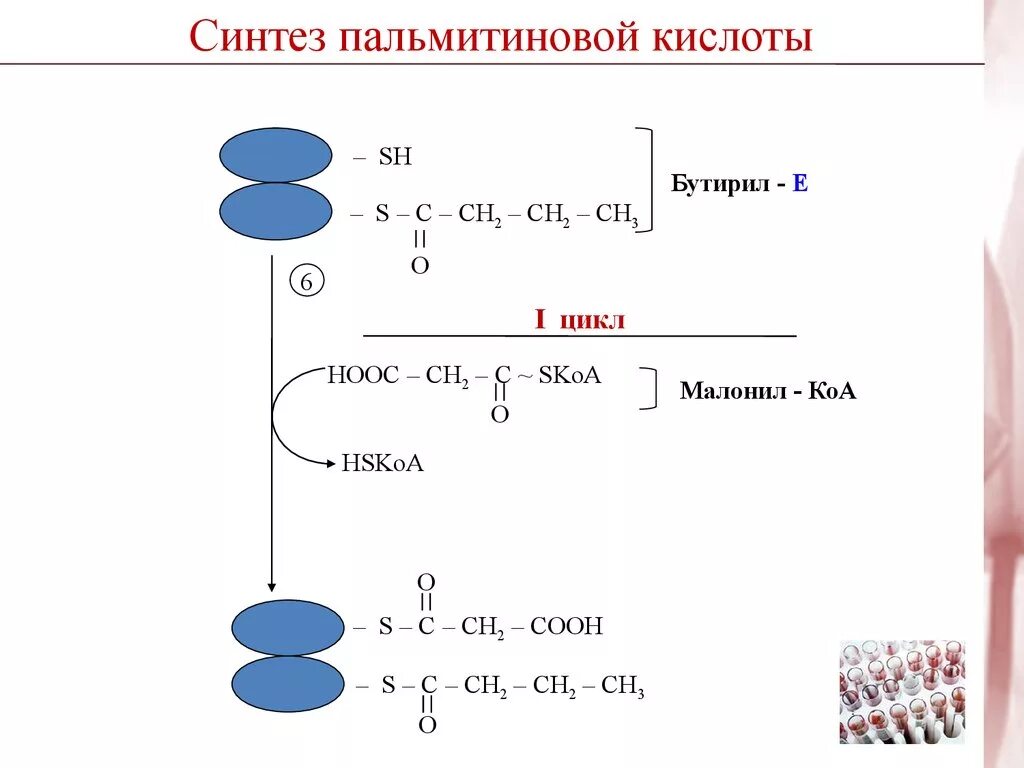 Синтез пальмитиновой кислоты. Синтез пальмитиновой кислоты из малонил КОА. Схема синтеза пальмитиновой кислоты. Схема этапов синтеза пальмитиновой кислоты. Биосинтез жирных кислот малонил КОА.