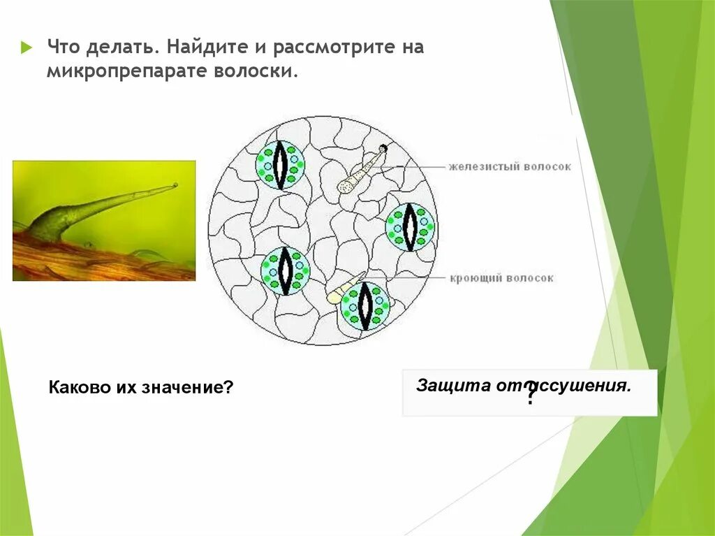 Хлоропласты листа герани. Покровная ткань листа герани. Строение эпидермиса листа пеларгонии. Микропрепарат эпидермис листа герани. Строение эпидермиса листа герани.