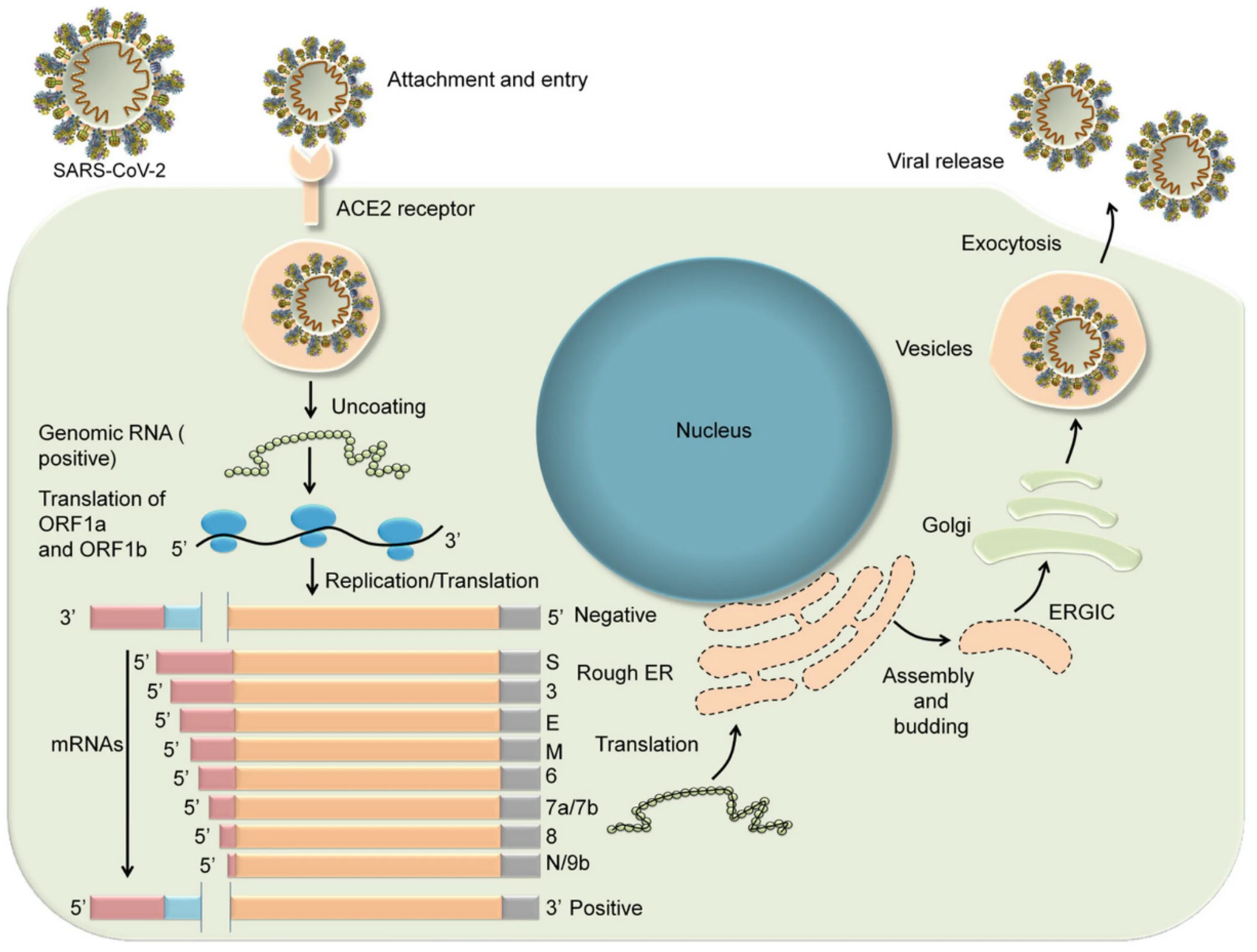 РНК coronavirus SARS-cov-2. Репликация вируса SARS-cov-2. Строение коронавируса SARS-cov-2. РНК SARS-cov-2 Covid-19.