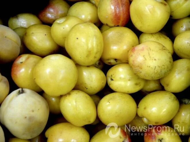 Лысый абрикос как называется. Узбекский урюк абрикос. Абрикос харгранд. Абрикос куйбышевский юбилейный. Абрикос сорт шалах.