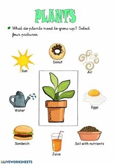 Planting vocabulary