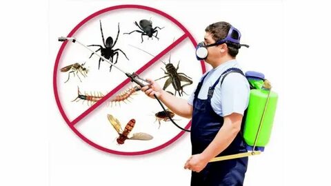 Pest control technician spraying outdoor treatment