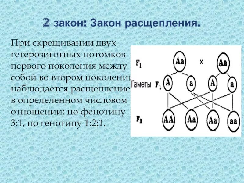 Генотип фенотип гетерозигота. Генотип фенотип гетерозигота