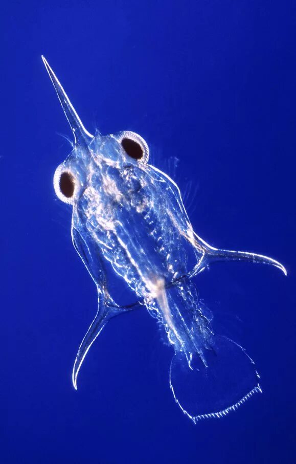 Рачки планктон. Планктон гидробионт. Океанический планктон. Планктон рыба.