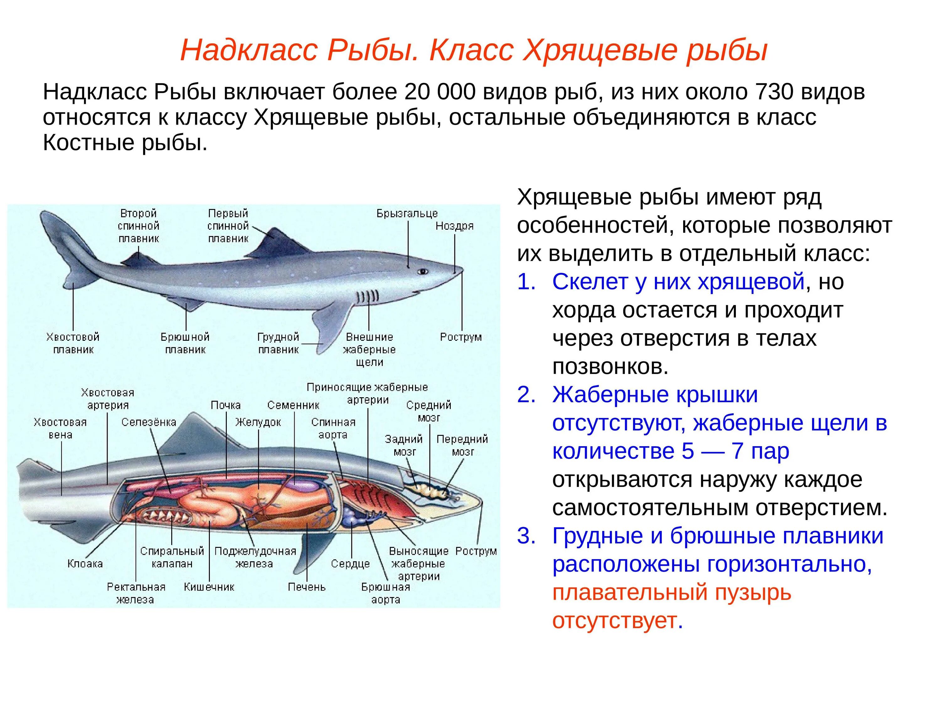 Представители хрящевых рыб 7 класс. Внешнее строение хрящевых рыб таблица. Конспект по биологии костные рыбы кратко. Общая характеристика класса рыб биология 7 класс. Внутреннее строение акулы