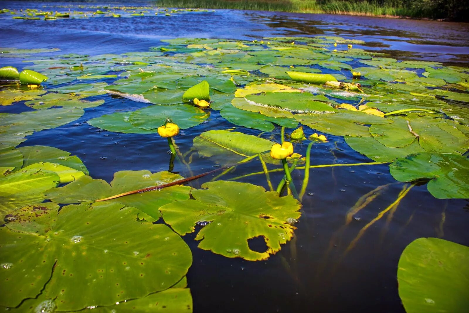 Кубышка (Nuphar). Кувшинка желтая кубышка. Кубышка. Кубышка желтая. Кубышка желтая водяная Лилия. Кубышка растет