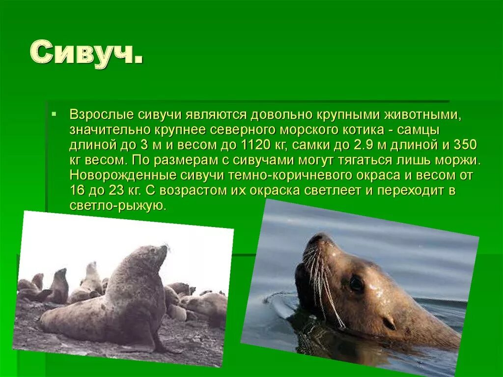 Сивуч описание