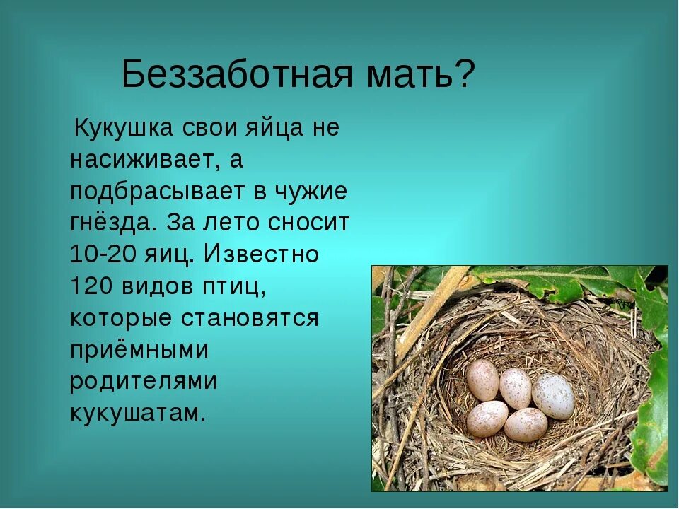 Кукушка откладывает яйца в гнезда. Гнездо с яйцом кукушки. В какие гнёзда Кукушка подкладывает яйца.