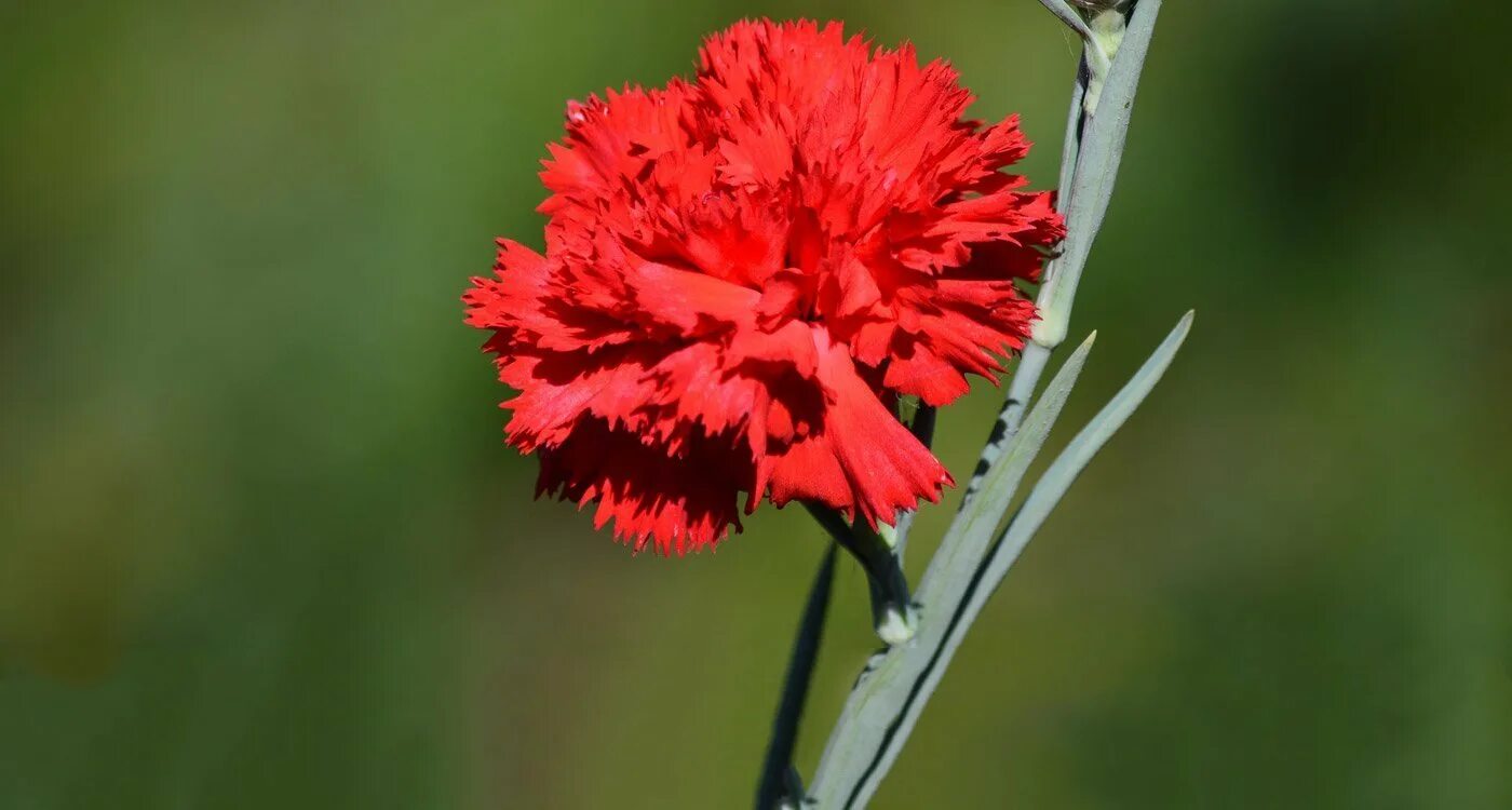 Гвоздика Скарлетт. Dianthus Red гвоздика. Гвоздика Шварцер принц. Dianthus caryophyllus.