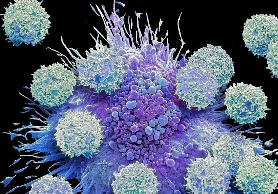 иммуно клетки. схема развития клеток иммунной системы. схема иммунного ответа на бактерию. лимфоциты и раковые клетки. врожденные клетки иммунитета т клетки.