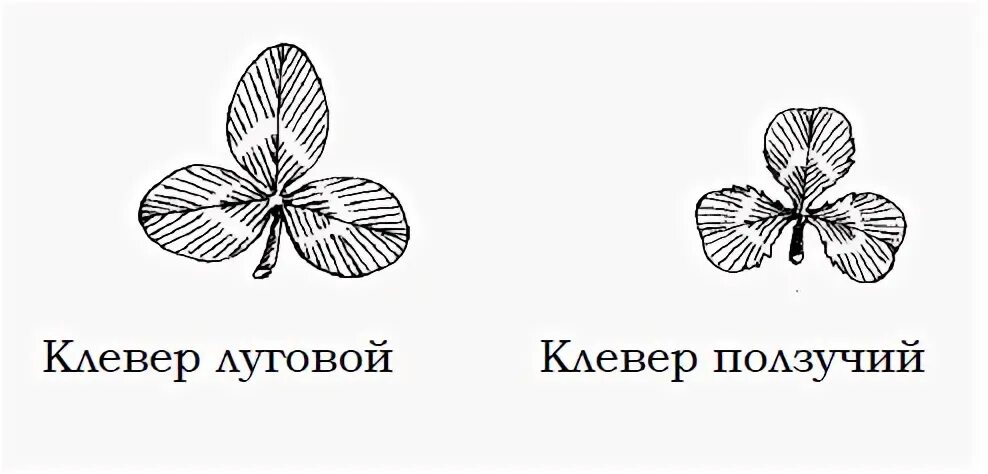 Какой плод у клевера ползучего