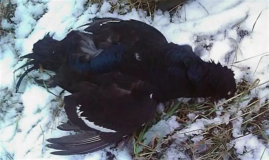 Тетерева на дороге. Тетерева на дороге