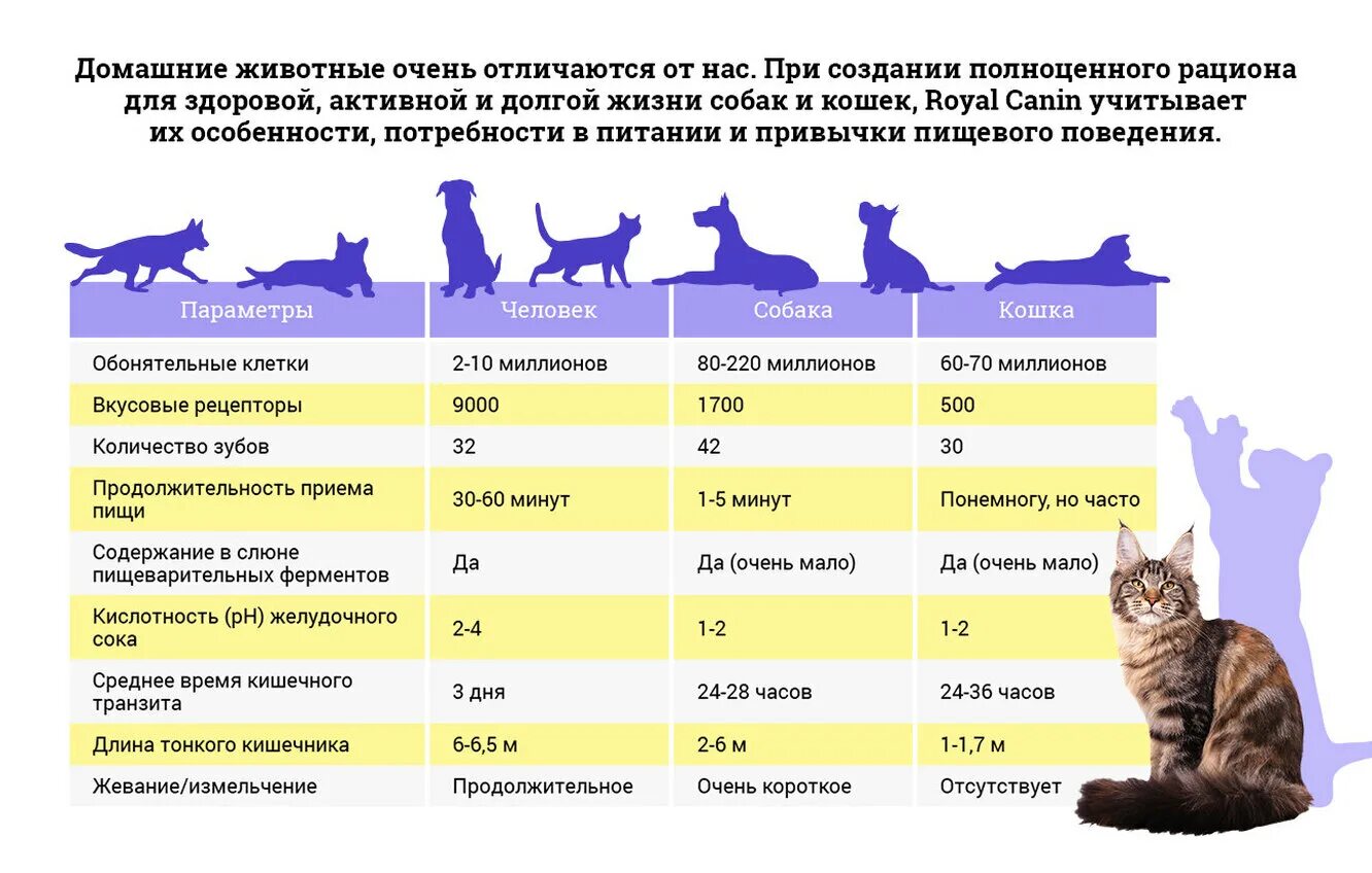 1700 минут. Домашний питомец выбрать. Тестирование косметики на животных статистика. Статистика экспериментов на животных. Как выбрать питомца.