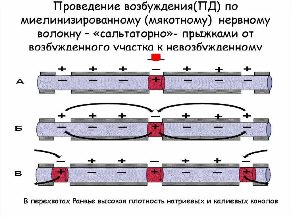 Распространение пд. Схема передачи импульса по миелиновому волокну. Механизм проведения возбуждения по миелиновым волокнам. Распространение возбуждения по миелинизированному нервному волокну. Механизм проведения возбуждения по безмиелиновому нервному волокну.