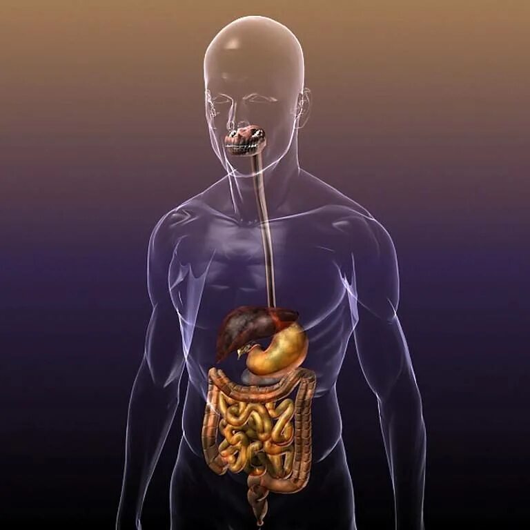 Легкое переваривание пищи. Пищеварительная система человека анатомия. Пищеварительная система анатомия 3d. ЖКТ человека.