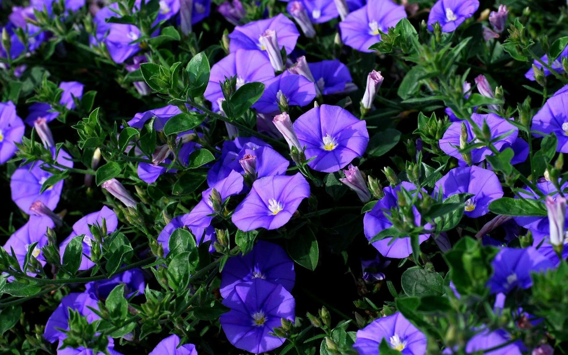 Вьюн ипомея. Ипомея пурпурная. Вьюн ипомея. Ипомея пурпурная. Ипомея фарбитис.