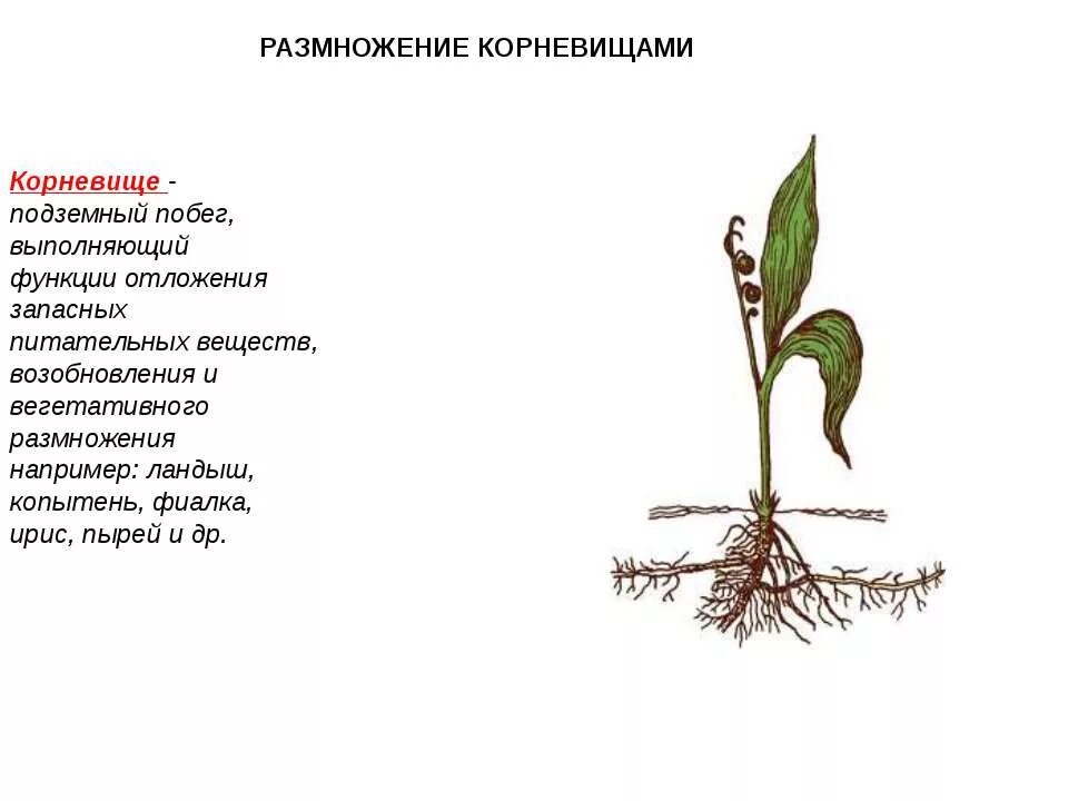 Размножается ли корень. Вегетативное размножение корневищами. Способы вегетативного размножения корневищами. Растения размножающиеся корневищами. Процесс размножения корневищами.