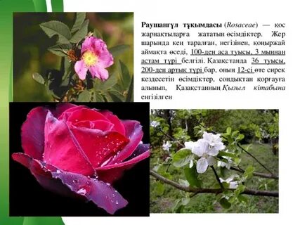 Жас мысықтар