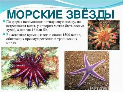 Морская звезда доклад