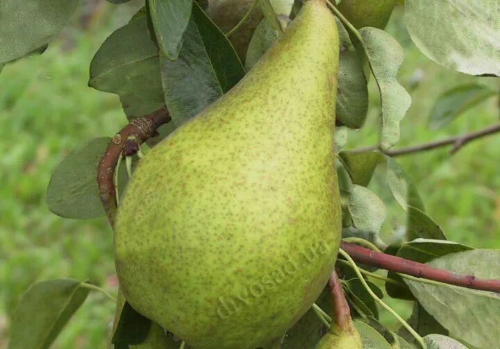 Груша число. Груши в ряд. Груша число. Груша скороплодная. Что полезного в груше.