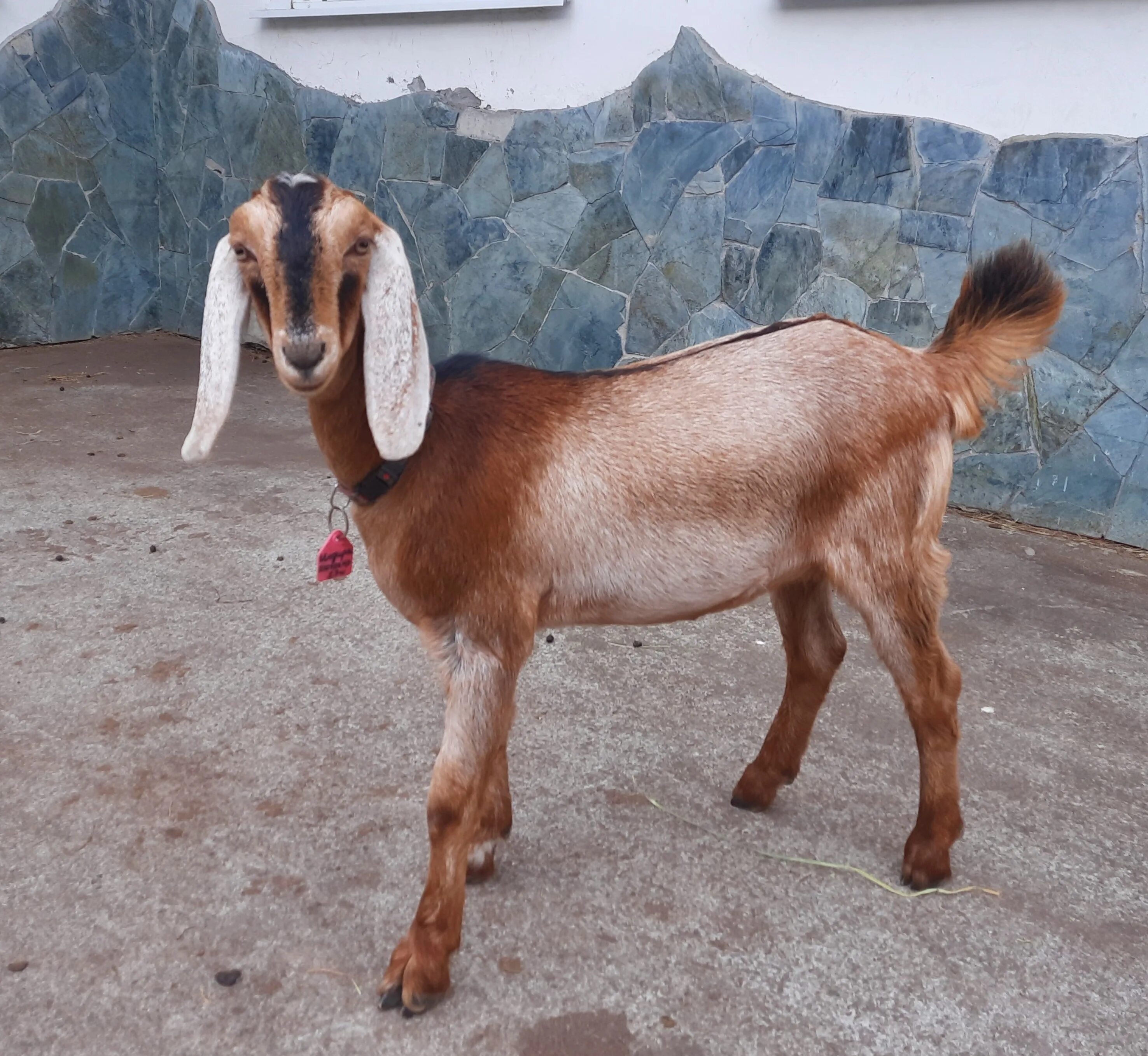 Ушами порода козы. Козы англо-нубийской породы. Битал козы. Коза с длинными ушами порода. Камерунские козы.