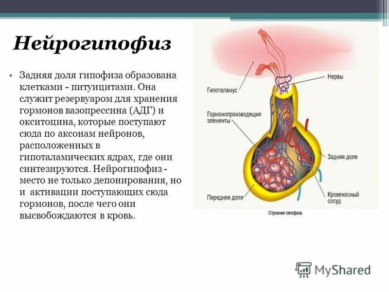 Антидиуретический гормон гипофиза. Нейрогипофиз гормоны и функции. Строение гипофиза гистология. Нейрогипофиз питуициты.