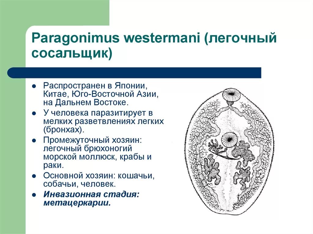 Систематика сосальщиков. Paragonimus westermani строение. Paragonimus westermani промежуточный хозяин. Парагонимус (легочный сосальщик). Личиночные стадии легочного сосальщика.