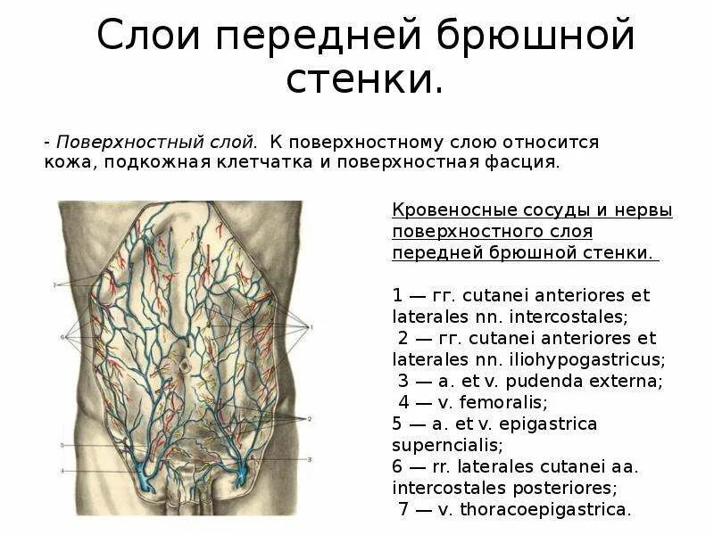 Брюшная стенка после операции. Сосуды передней брюшной стенки схема. Апоневроз брюшной стенки. Слои переднебоковой брюшной стенки. Грыжа передней брюшной стенки подкожная.