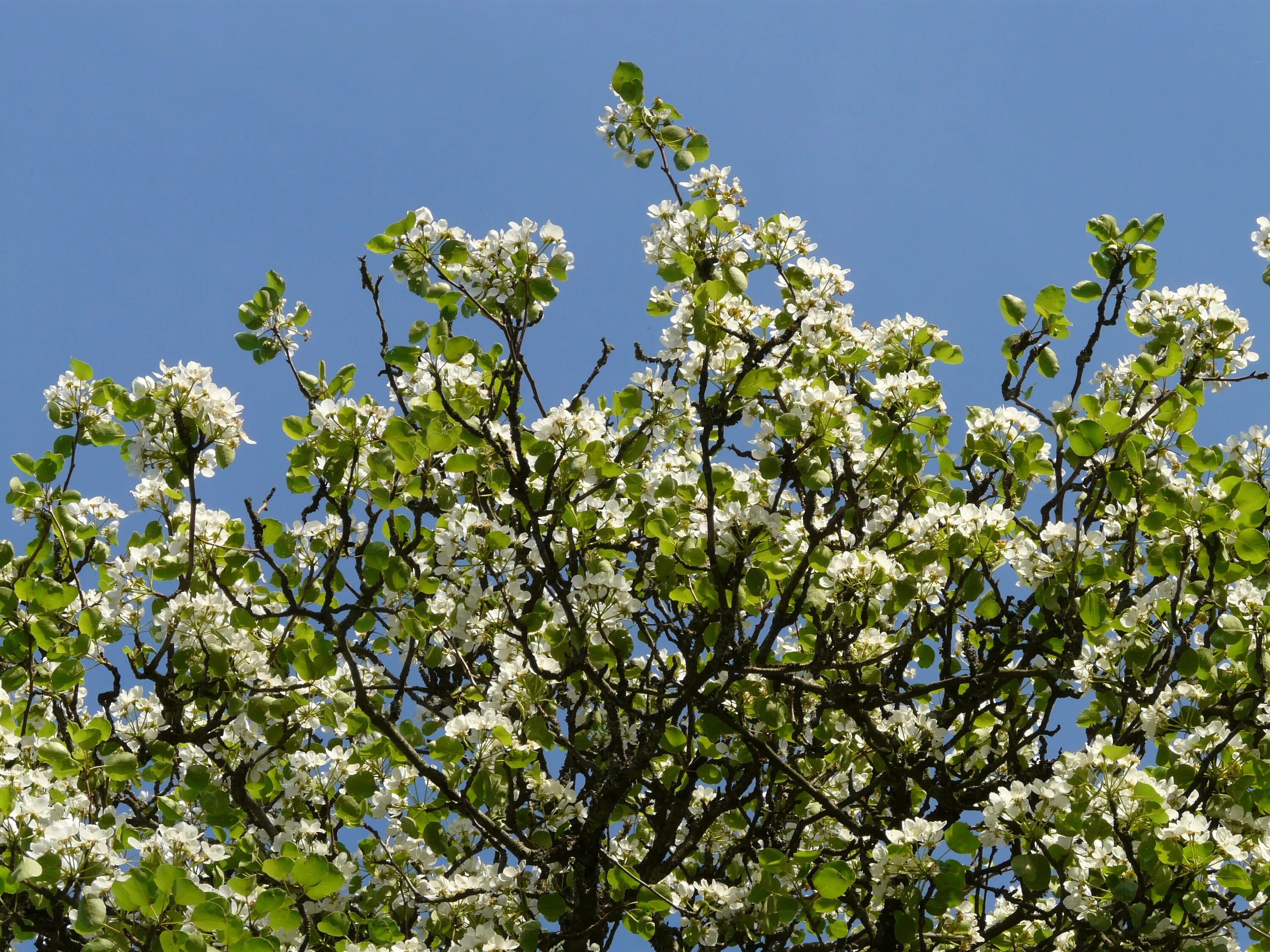 Love blooming pear. Груша Чижовская цветение. Груша Уссурийская цветение. Грушевый сад цветение. Груша дерево цветение.