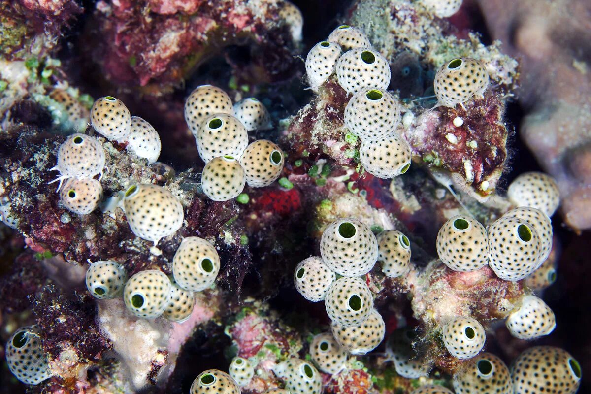 Образ жизни асцидии. Асцидия пурпурная halocynthia aurantium. морские асцидии. колония асцидий. асцидия индийский океан.