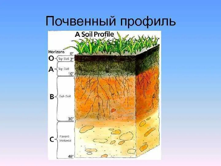 Горизонты почвенного профиля. Почвенный профиль. схема почвенного профиля. строение почвенного профиля. почвенный профиль рисунок.