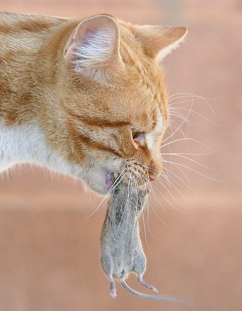 Кошка с мышью в зубах. Кот поймал мышь. Рыжий кот ест. Поймать кота.
