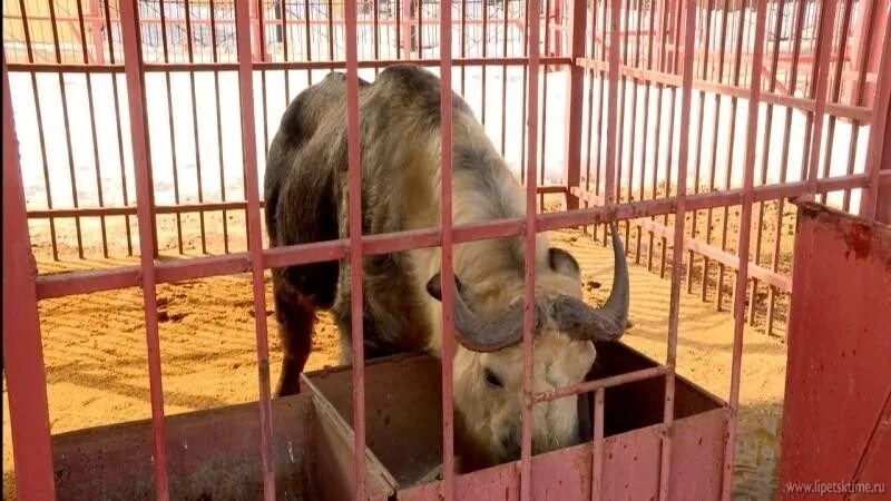 Муравьед калининградский зоопарк. Звери из московского зоопарка. Жители зоопарка. Валлаби беннета в московском зоопарке. Зоопарк пермь животные.