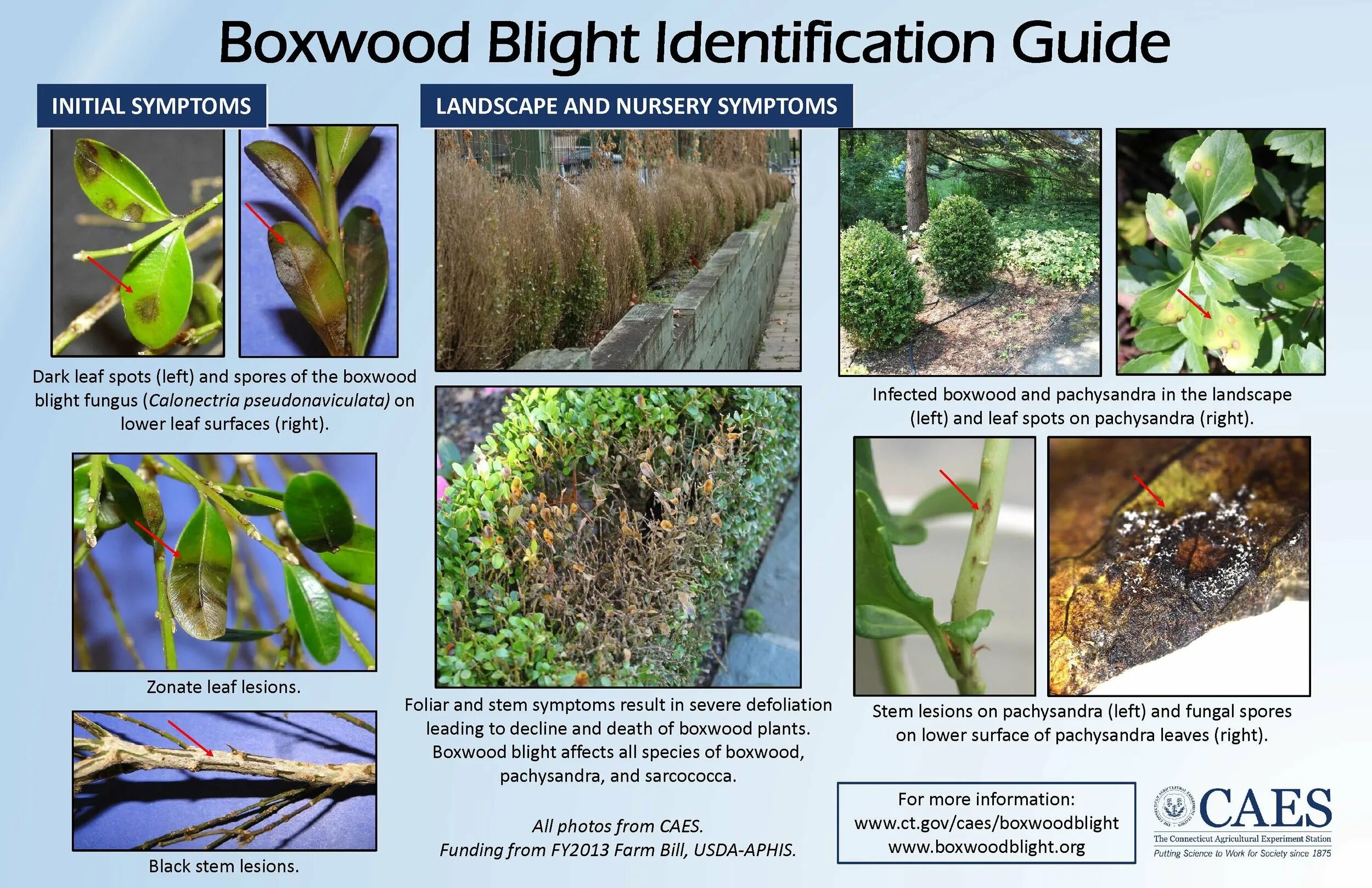 Boxwood Blight. Calonectria pseudonaviculata. Blight Plants. Northern Blight. Lower plants