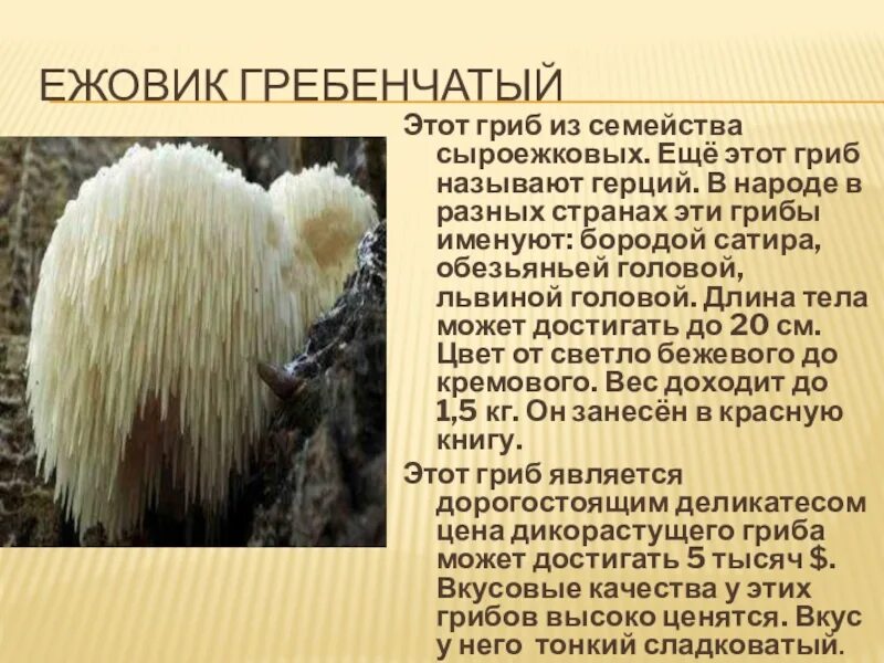 Гериций гребенчатый гриб ежевик. Ежовик ежевик гребенчатый мицелий. Герициум – ежевик гребенчатый. Ежовик гребенчатый (Hericium Erinaceus).