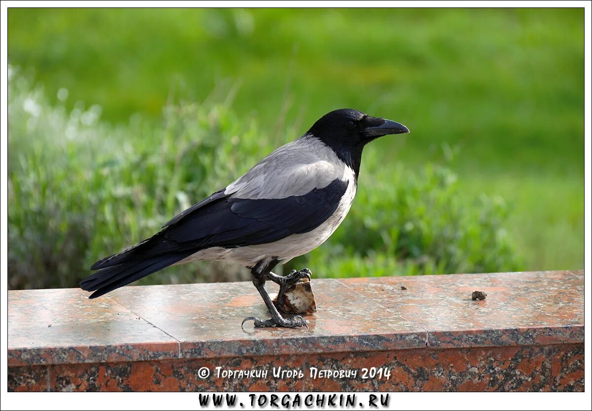 Серый ворон значение. Серый ворон атаманов. corvus cornix. большая серая ворона. большой ворон.