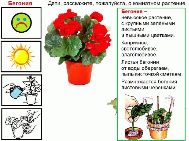 Комнатные цветы герань, бегония,. Комнатная фиалка бегония. Герань комнатная подкормка