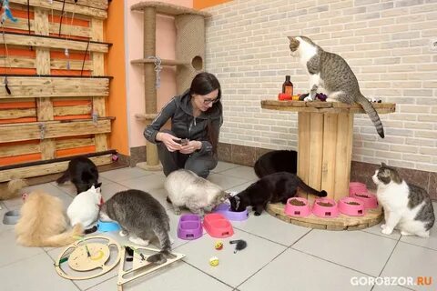 Сколько коты привыкают к новому дому