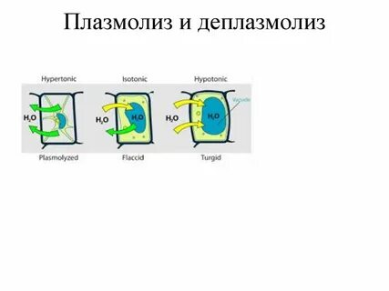 Деплазмолиз