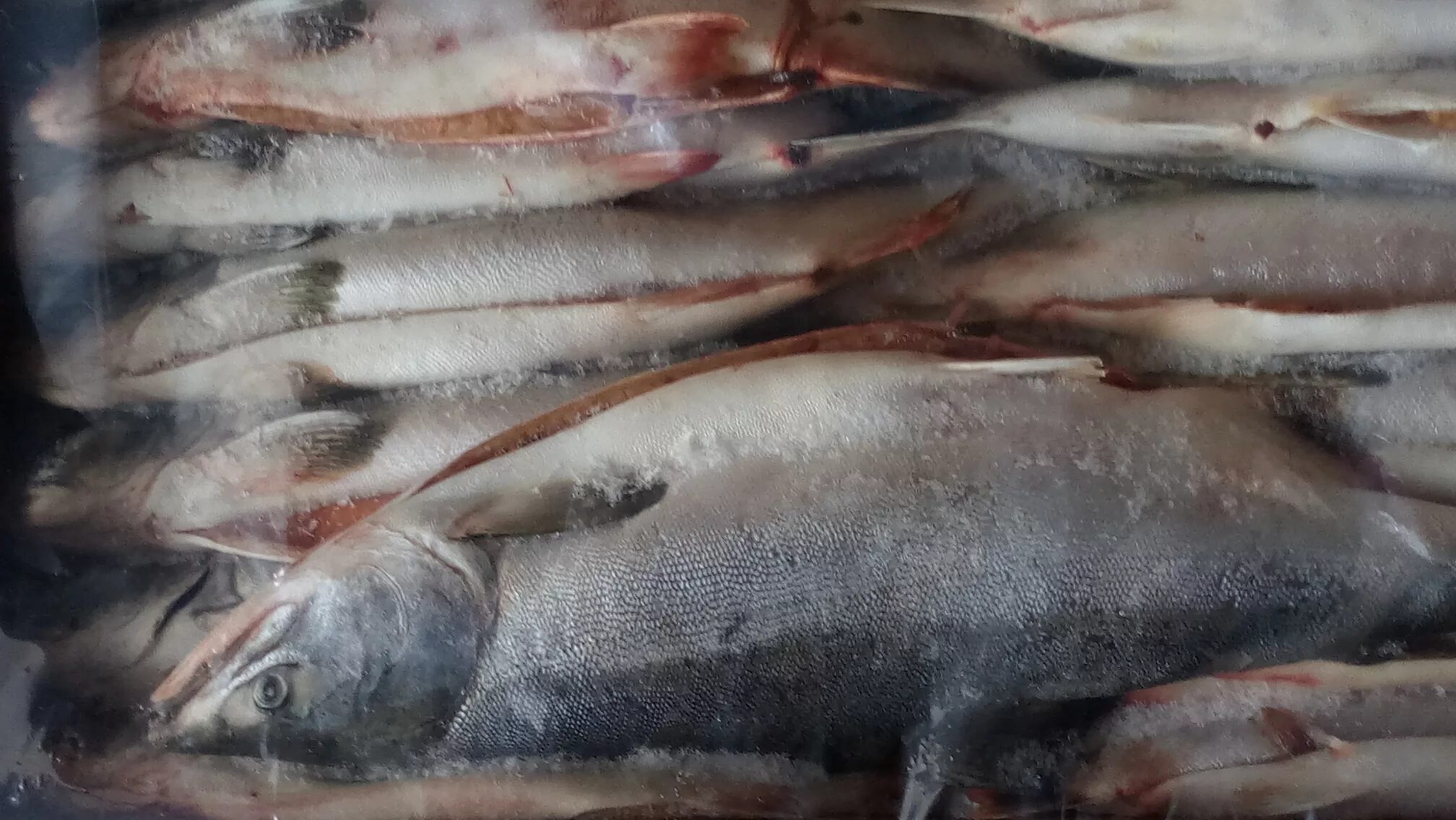 Минтай пбг 25+. Свежемороже ые. Сельдь олюторская свежемороженая. Свежемороже ые. Минтай с/м б/г.