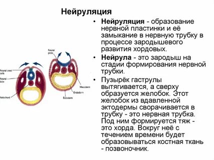 Нейрула это