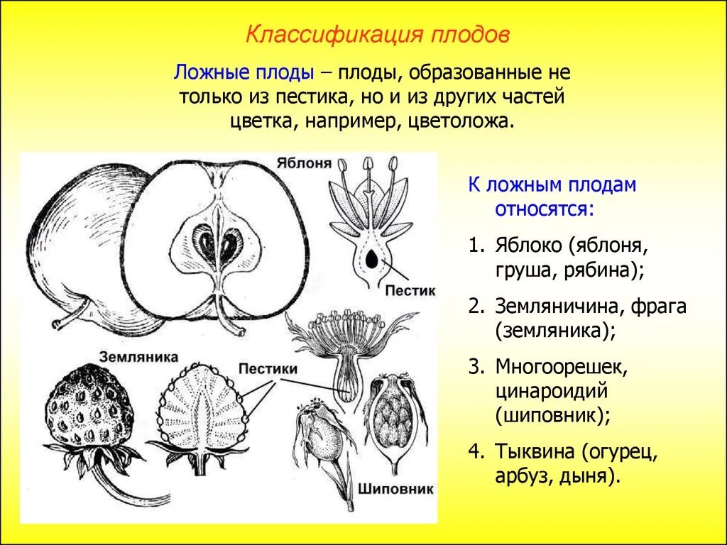 Классификация плодов по строению гинецея. Классификация плода яблоко. Классификация плодов яблоко. Плоды строение и классификация.